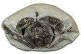 Eocene Fossil Crab (Pulalius) - Washington State #345515-1